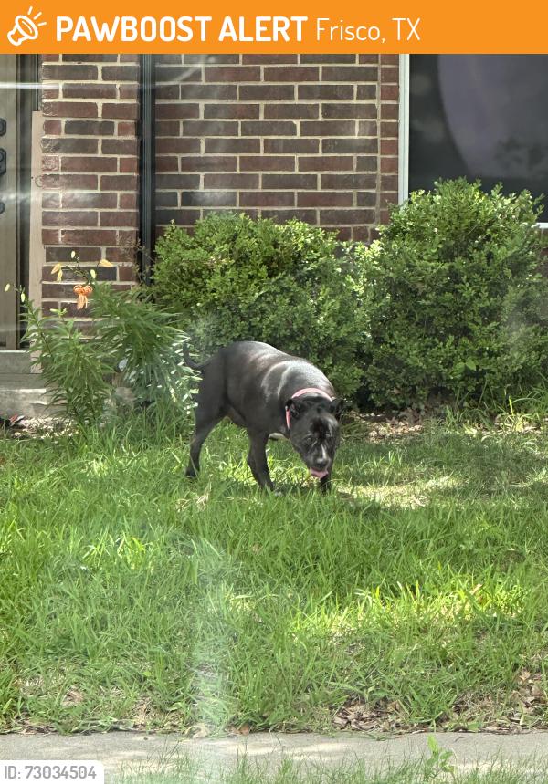Found/Stray Female Dog last seen Bouquet Dr and surrounding streets, Frisco, TX 75035