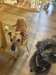 Reunited Male Dog last seen Seven hills and Mabry lane, Acworth, GA 30101