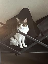 Lost Female Cat last seen College ave, South Milwaukee, WI 53172