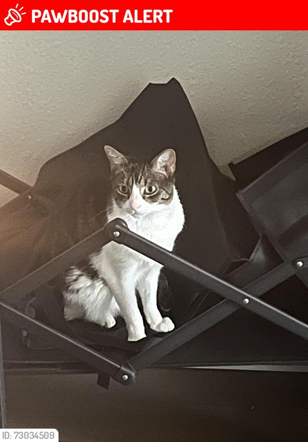 Lost Female Cat last seen College ave, South Milwaukee, WI 53172