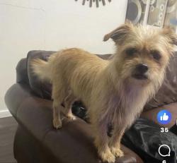 Lost Female Dog last seen R.L, StevensonPrimary School, Alvin, TX 77511
