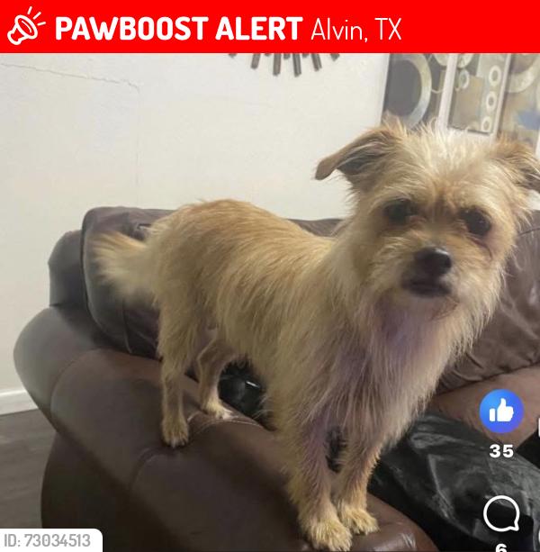 Lost Female Dog last seen R.L, StevensonPrimary School, Alvin, TX 77511