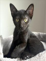 Shelter Stray Female Cat last seen , 3201 Lacy St, Los Angeles, CA 90031, USA