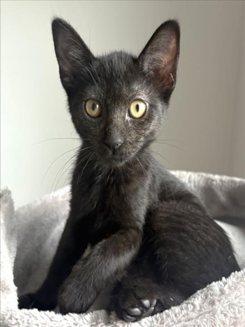 Shelter Stray Female Cat last seen , 3201 Lacy St, Los Angeles, CA 90031, USA