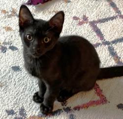 Shelter Stray Male Cat last seen , 3201 Lacy St, Los Angeles, CA 90031, USA
