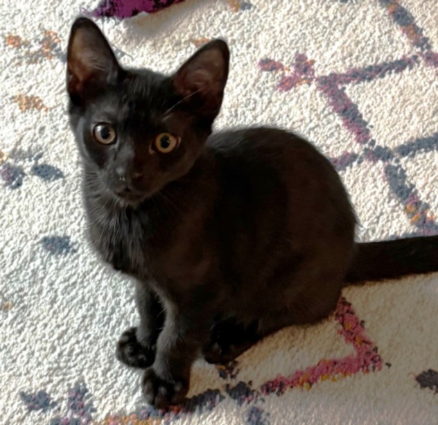 Shelter Stray Male Cat last seen , 3201 Lacy St, Los Angeles, CA 90031, USA