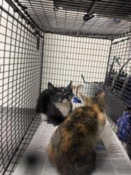 Shelter Stray Male Cat last seen , 3201 Lacy St, Los Angeles, CA 90031, USA