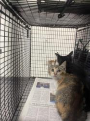 Shelter Stray Female Cat last seen , 3201 Lacy St, Los Angeles, CA 90031, USA