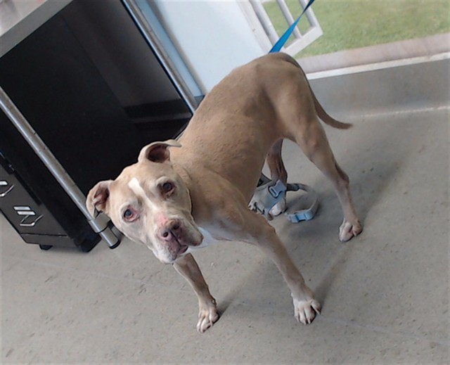 Shelter Stray Female Dog last seen BEACON/HARRY, 1419 Bryant St, San Francisco, CA 94103, USA