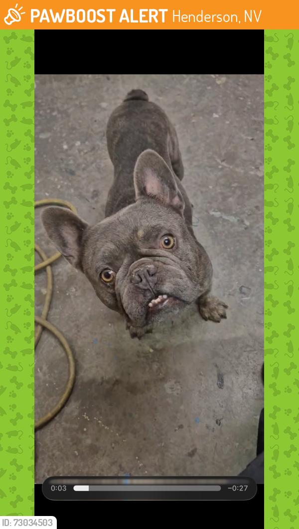 Found/Stray Unknown Dog last seen Sunset Road, Henderson by the Galleria mall and in n out, Henderson, NV 89011
