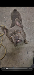 Found/Stray Unknown Dog last seen Sunset Road, Henderson by the Galleria mall and in n out, Henderson, NV 89011