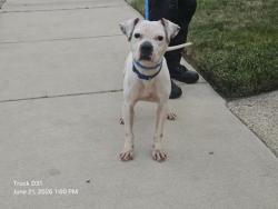 Shelter Stray Male Dog last seen Near BLOCK TEPPERT ST, DETROIT, MI 48234, 7401 Chrysler Dr, Detroit, MI 48211, USA