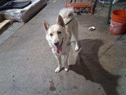 Shelter Stray Female Dog last seen Near BLOCK W COLORADO AVE, COLORADO SPRINGS, CO 80904, 610 Abbot Ln, Colorado Springs, CO 80905, USA