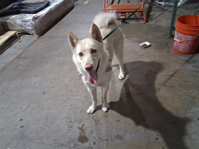 Shelter Stray Female Dog last seen Near BLOCK W COLORADO AVE, COLORADO SPRINGS, CO 80904, 610 Abbot Ln, Colorado Springs, CO 80905, USA