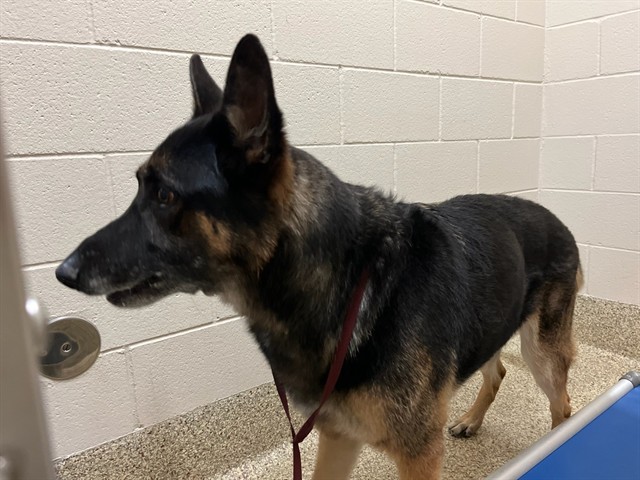 Shelter Stray Unknown Dog last seen Near BLOCK STRUTHERS RANCH RD, COLORADO SPRINGS CO 80921, 610 Abbot Ln, Colorado Springs, CO 80905, USA