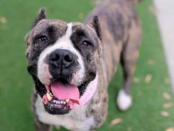 Shelter Stray Female Dog last seen , 957 N Gaffey St, San Pedro, CA 90731, USA