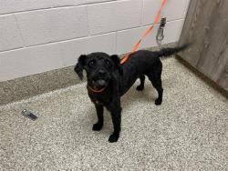 Shelter Stray Male Dog last seen Near BLOCK STRUTHERS RANCH RD, COLORADO SPRINGS CO 80921, 610 Abbot Ln, Colorado Springs, CO 80905, USA