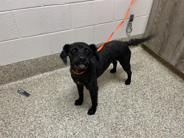 Shelter Stray Male Dog last seen Near BLOCK STRUTHERS RANCH RD, COLORADO SPRINGS CO 80921, 610 Abbot Ln, Colorado Springs, CO 80905, USA