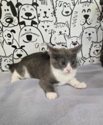 Shelter Stray Male Cat last seen , 957 N Gaffey St, San Pedro, CA 90731, USA