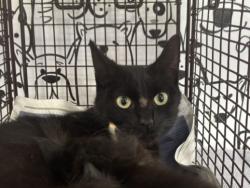 Shelter Stray Female Cat last seen , 957 N Gaffey St, San Pedro, CA 90731, USA