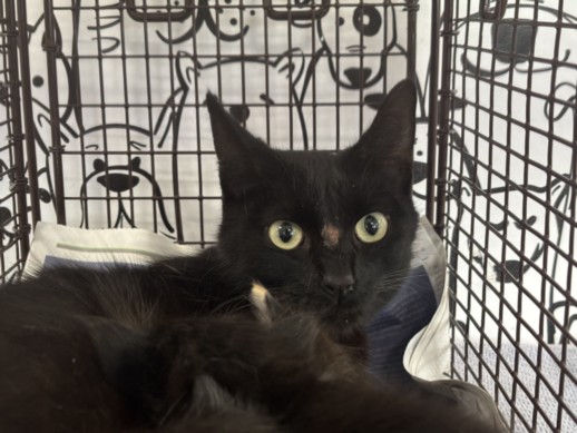 Shelter Stray Female Cat last seen , 957 N Gaffey St, San Pedro, CA 90731, USA