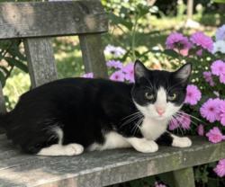 Shelter Stray Female Cat last seen , 957 N Gaffey St, San Pedro, CA 90731, USA