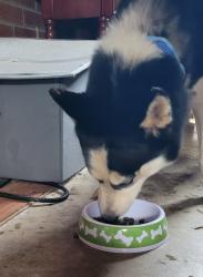 Found/Stray Female Dog last seen Citgo on Yadkinville road, Pfafftown, NC 27040