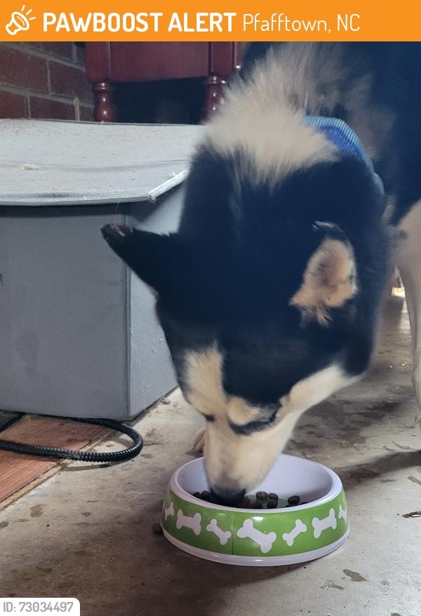 Found/Stray Female Dog last seen Citgo on Yadkinville road, Pfafftown, NC 27040