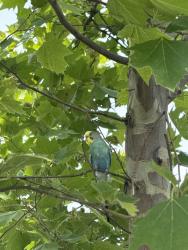 Found/Stray Unknown Bird last seen Basketball court behind chirch, Cincinnati, OH 45237