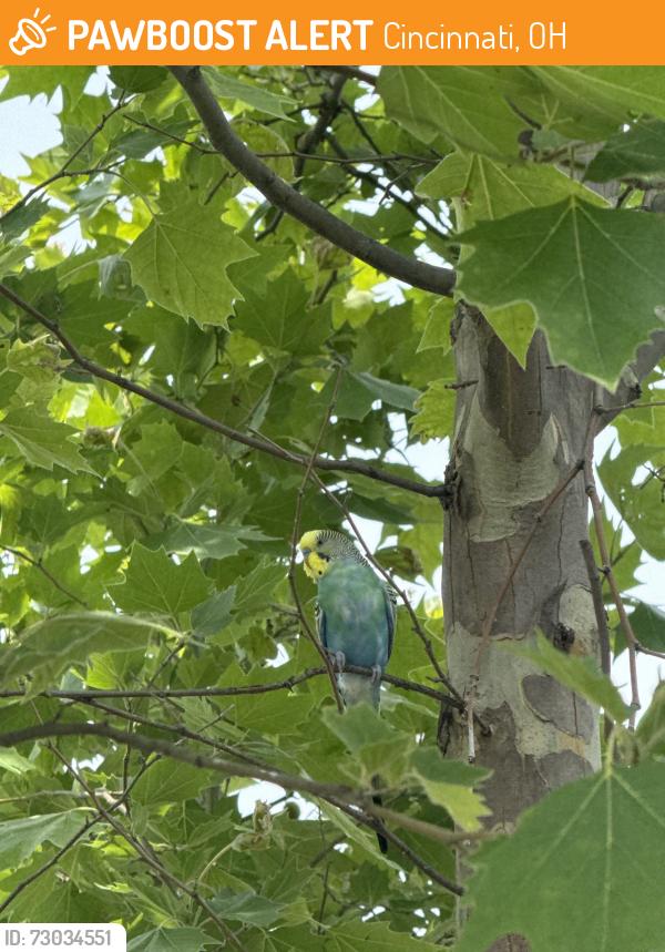 Found/Stray Unknown Bird last seen Basketball court behind chirch, Cincinnati, OH 45237