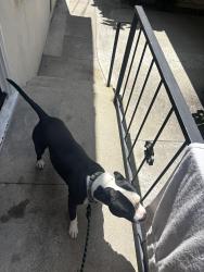 Found/Stray Male Dog last seen Bennett and 1st, Long Beach, CA 90814