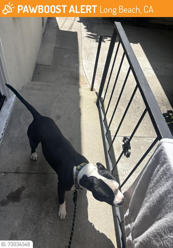Found/Stray Male Dog last seen Bennett and 1st, Long Beach, CA 90814