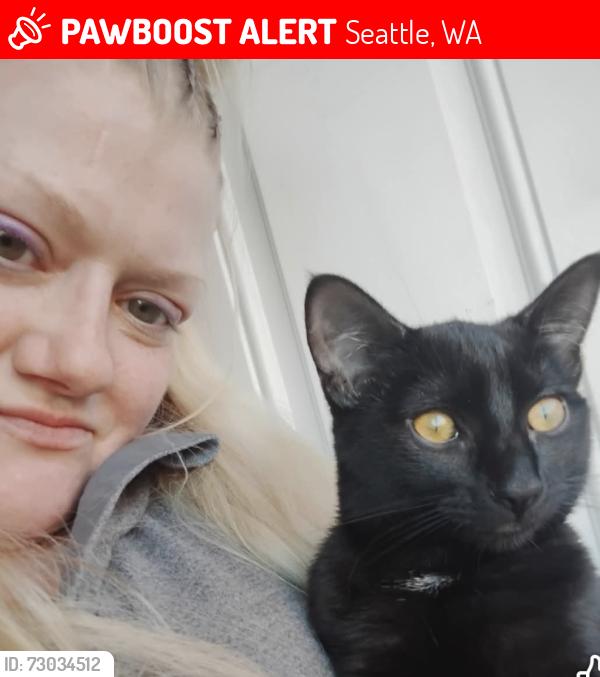 Lost Female Cat last seen 22nd ave west & west Armour st, Seattle, WA 98199