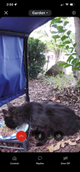 Found/Stray Unknown Cat last seen Burgundy Rd, Norton Rd off Franconia Rd, Alexandria, VA 22303