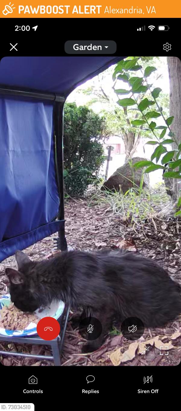 Found/Stray Unknown Cat last seen Burgundy Rd, Norton Rd off Franconia Rd, Alexandria, VA 22303