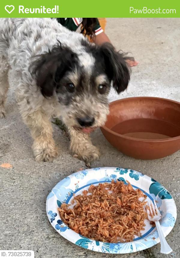 Reunited Male Dog last seen Polk Street, Los Angeles, CA 91342