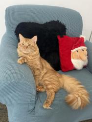 Lost Male Cat last seen Wiliow st , Waterbury, CT 06710