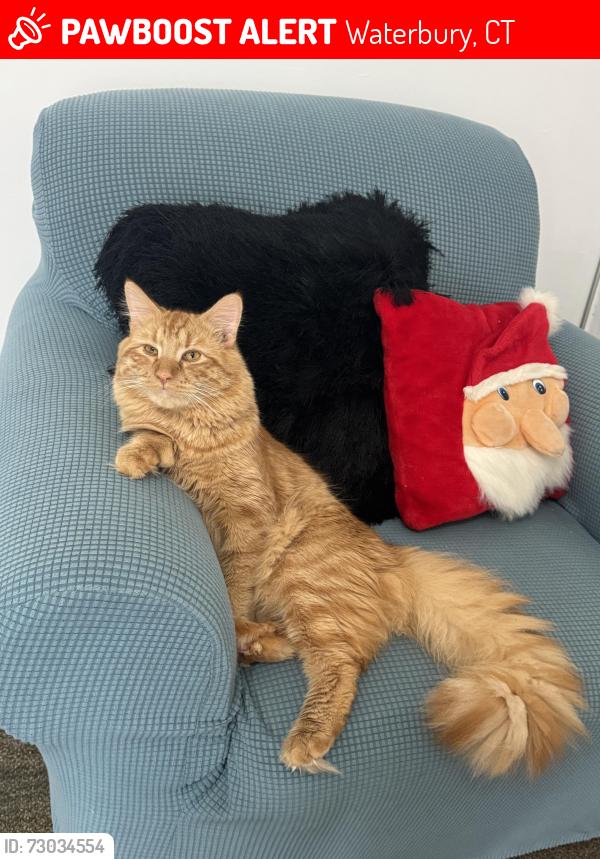 Lost Male Cat last seen Wiliow st , Waterbury, CT 06710