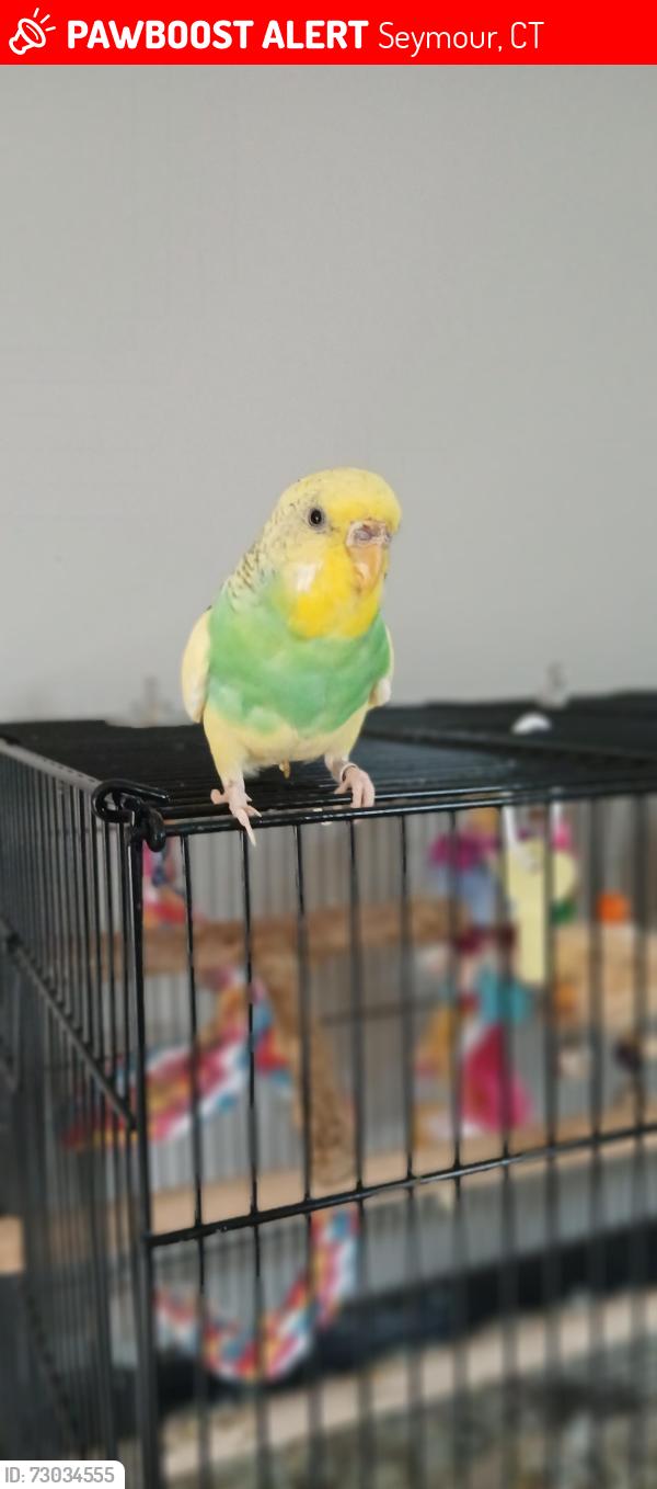 Lost Unknown Bird last seen Turnaround at the end of kozey lane, Seymour, CT 06483