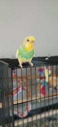 Lost Unknown Bird last seen Turnaround at the end of kozey lane, Seymour, CT 06483