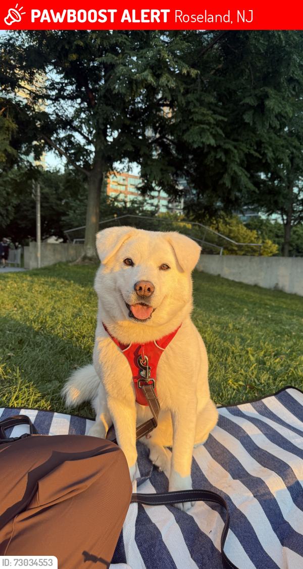 Lost Male Dog last seen Eagle Rock Avenue and Eisenhower Parkway, Roseland, NJ 07068