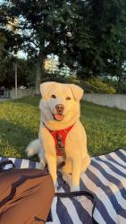 Lost Male Dog last seen Eagle Rock Avenue and Eisenhower Parkway, Roseland, NJ 07068