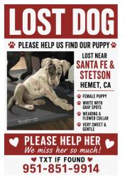 Lost Female Dog last seen Santa Fe / Stetson , Hemet, CA 92543