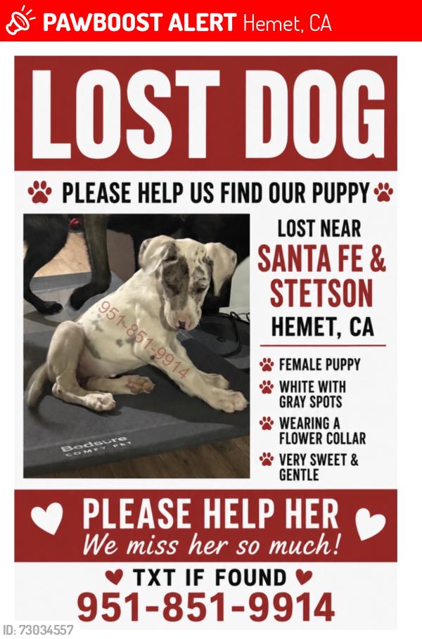 Lost Female Dog last seen Santa Fe / Stetson , Hemet, CA 92543