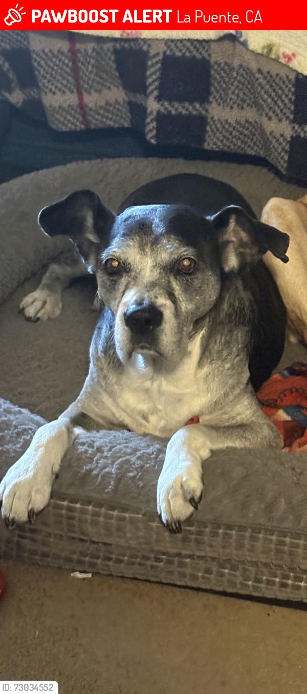 Lost Male Dog last seen Temple Ave and nroth siesta ave, La Puente, CA 91746