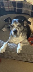 Lost Male Dog last seen Temple Ave and nroth siesta ave, La Puente, CA 91746