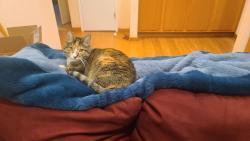 Lost Female Cat last seen Hyannisport, Cupertino, CA 95014