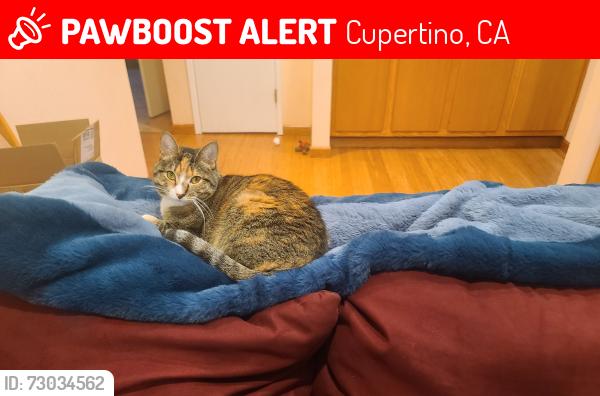 Lost Female Cat last seen Hyannisport, Cupertino, CA 95014