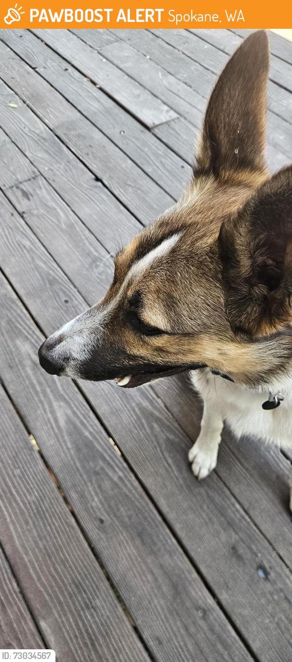 Found/Stray Male Dog last seen 15th ave abd Division Spokane, Wa, Spokane, WA 99203