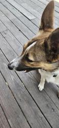 Found/Stray Male Dog last seen 15th ave abd Division Spokane, Wa, Spokane, WA 99203